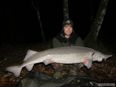 Kliknutím fotografii zvětšíte Jeseter sibiřský,21kg