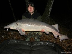 Kliknutím fotografii zvětšíte Jeseter sibiřský,22kg