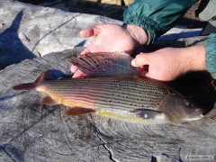 lipan bajkalský 47 cm / 1,05 kg Nahled