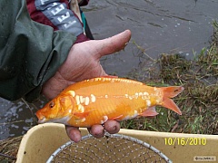 Kliknutím fotografii zvětšíte Vylov Křižatka 2010