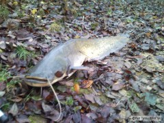 Kliknutím fotografii zvětšíte Sumec 140cm,22.11.2010