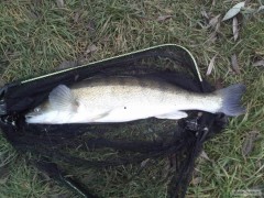 Candoš 68 cm