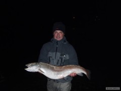 hlavatka orava 2010