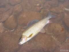 Kliknutím fotografii zvětšíte 28.11.2010 lipan