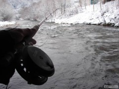 Kliknutím fotografii zvětšíte 28.11.2010 lipan