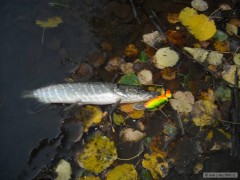 Kliknutím fotografii zvětšíte Štíhle na jonted salmo pearch