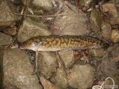 mie� 49 cm Dunaj