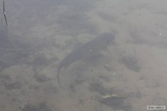 Kliknutím fotografii zvětšíte focení kapříka