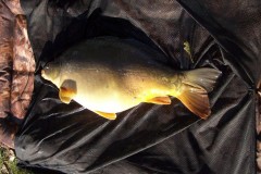 Kliknutím fotografii zvětšíte kapr 76 cm a 10,80 kg