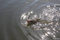 Kliknutím fotografii zvětšíte krásný kapří kukuč