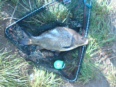 kapříci 35cm