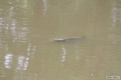 Kliknutím fotografii zvětšíte amur torpedo