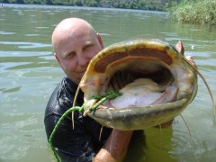 Kliknutím fotografii zvětšíte Ebro sumci