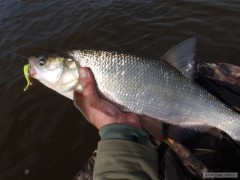 bellyboat