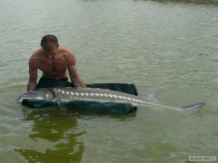 Kliknutím fotografii zvětšíte Jeseter Ruský 189cm 50,3kg