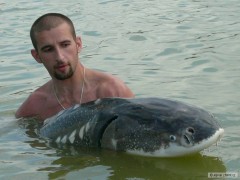 Kliknutím fotografii zvětšíte Jeseter Ruský 189cm 50,3kg