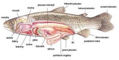 Kliknutím fotografii zvětšíte anatomije
