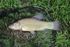 Kliknutím fotografii zvětšíte Lin obecny 31cm