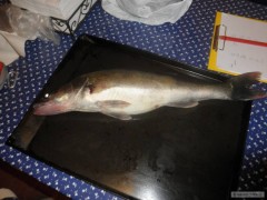M�j zub�� 56cm