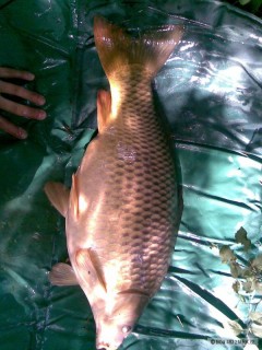 Kliknutím fotografii zvětšíte 2010
