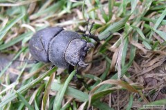 Kliknutím fotografii zvětšíte zvířecí společnost na rybách