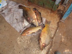 masakr z elektr�rensk� turb�ny
