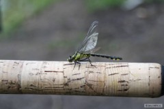Kliknutím fotografii zvětšíte 7