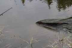 Kliknutím fotografii zvětšíte 6