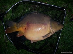 Kliknutím fotografii zvětšíte Kulička z Dyje 60cm/7,5kg 2008/11/14