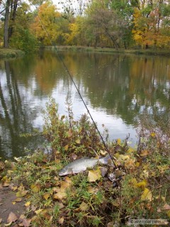 Kliknutím fotografii zvětšíte Bolen dravý 2009/10/30