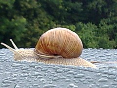 Kliknutím fotografii zvětšíte Po dešti na rybách