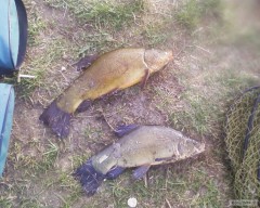 Kliknutím fotografii zvětšíte Jarní Línci 2010