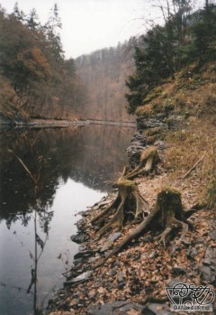 Kliknutím fotografii zvětšíte 31; Podzimní divočina v slapské zátoce, 7.12.00.jpg
