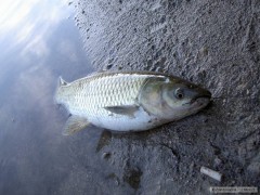 Kliknutím fotografii zvětšíte amur