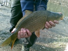 Kliknutím fotografii zvětšíte Kapřík(39-40cm)