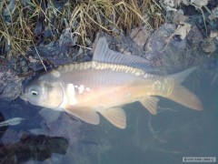 Kliknutím fotografii zvětšíte První kapr v roce 2011
