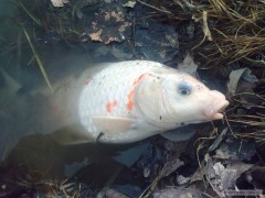 Kliknutím fotografii zvětšíte Koi kapr3 2011/3/13