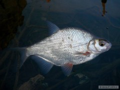Cejnek malý 35 cm