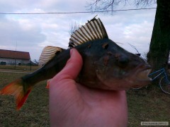 Kliknutím fotografii zvětšíte 1 chitání 2011