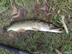 Kliknutím fotografii zvětšíte pike