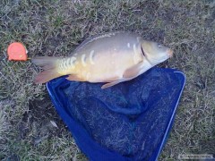 Kliknutím fotografii zvětšíte 50cm Kapr