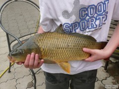 Kliknutím fotografii zvětšíte Kapřík 55cm