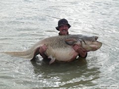 Kliknutím fotografii zvětšíte Sumec z padu 90kg 2011