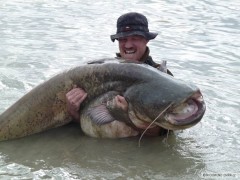 Kliknutím fotografii zvětšíte Sumec z padu 90kg 2011