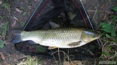 amur cca 55cm
