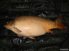 Kliknutím fotografii zvětšíte Dyje 5 80cm 12,3kg