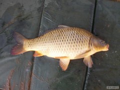 Kliknutím fotografii zvětšíte prvni letošní kapřík 55 cm