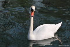 Kliknutím fotografii zvětšíte labuťák kouložrout:-))