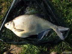 pleskáč 61cm