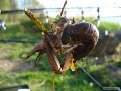 Kliknutím fotografii zvětšíte mosella duben 2011